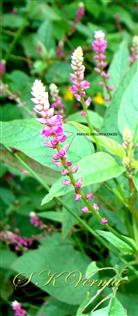  Inflorescences